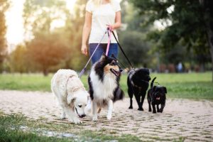 Ką reikia žinoti apie veterinarijos klinikas?