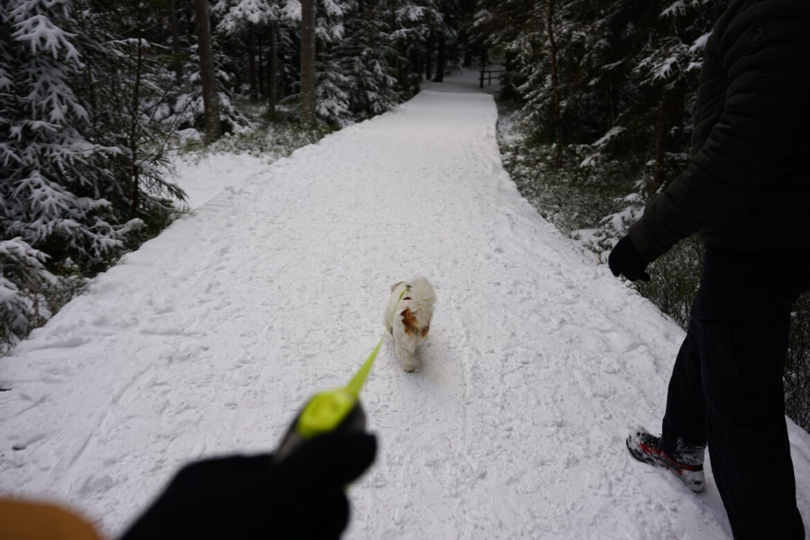 Tai yra mano mėgstamiausi žieminiai batai pasivaikščiojimams su šunimi – štai kodėl