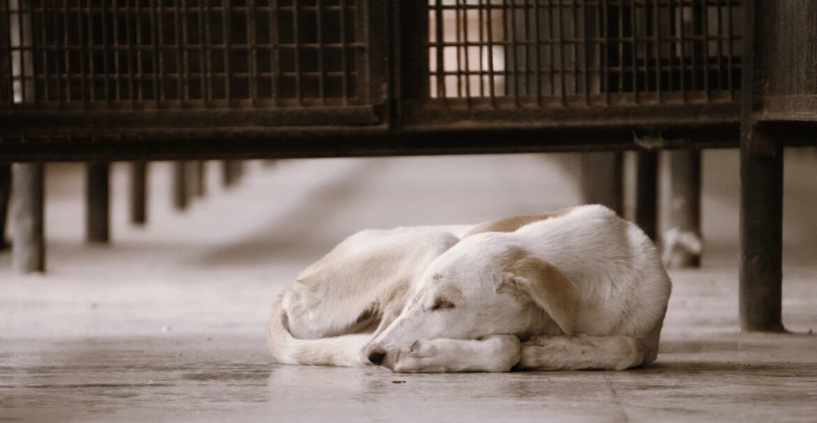 Ar šunys gali kentėti nuo sezoninės depresijos? Veterinaras paaiškina