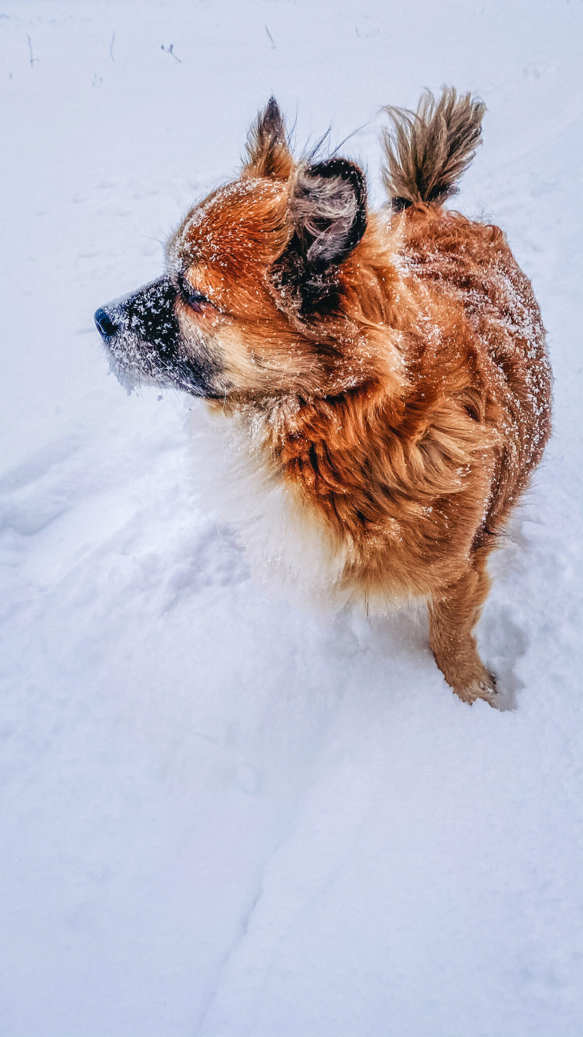 Veterinaras paaiškina svarbiausius žiemos saugumo patarimus šunims