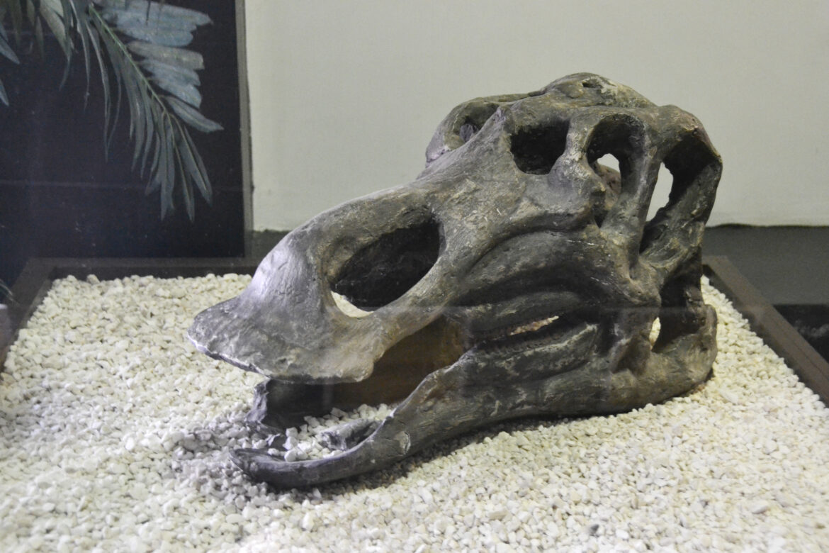 Iguanodono skeletai yra vieni iš pilniausių tarp visų dinozaurų