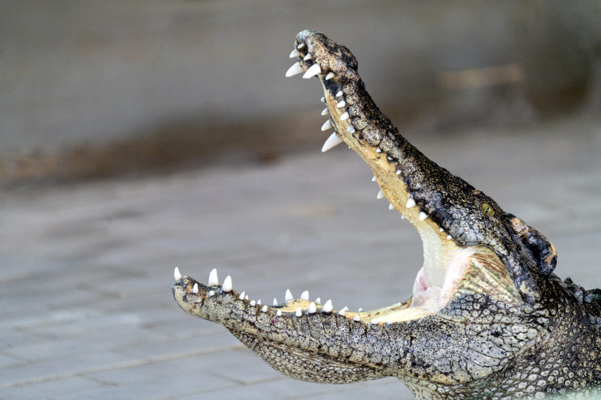 Kaprosuchus buvo milžiniškas dinozaurus mintantis šerninis krokodilas