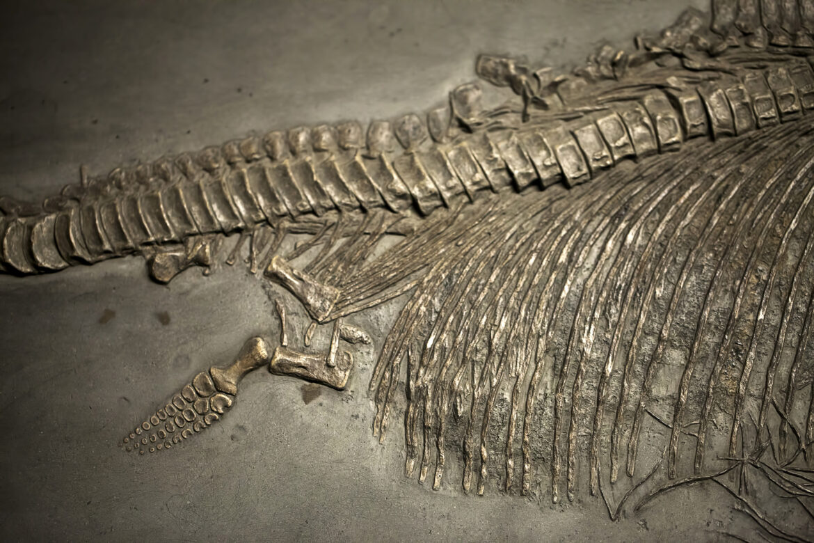 Koks buvo didžiausias dinozauras? Štai 4 geriausi įvertinimai