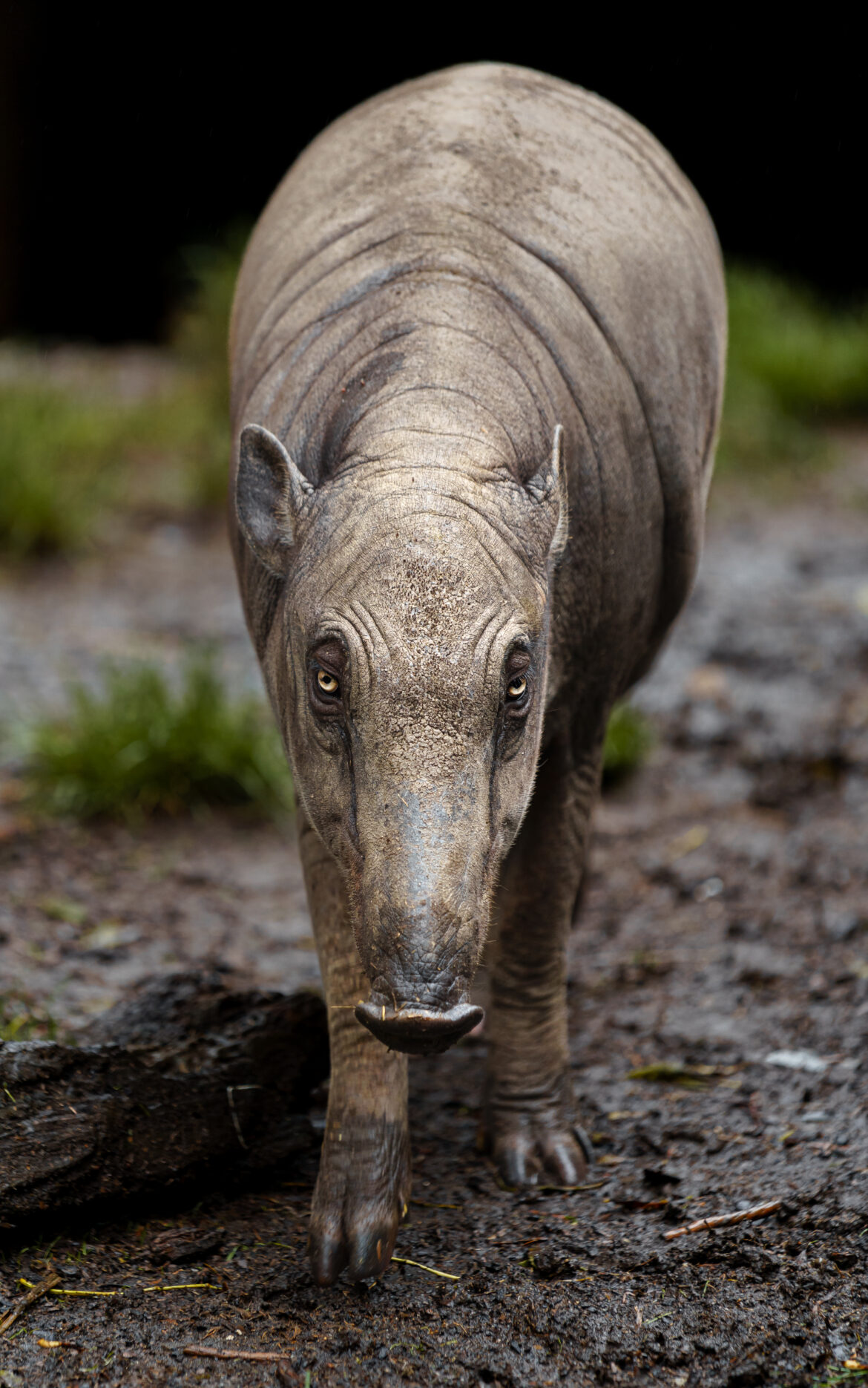 Kaip veikia charizmatiška megafauna