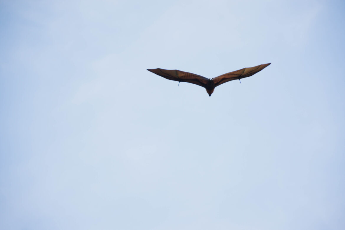 Pteranodonas prieš pterodaktilį: ne dinozaurų rūšių palyginimas