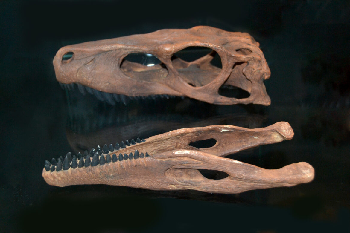 Utahraptoras: Žudiko dinozauro sūri saga